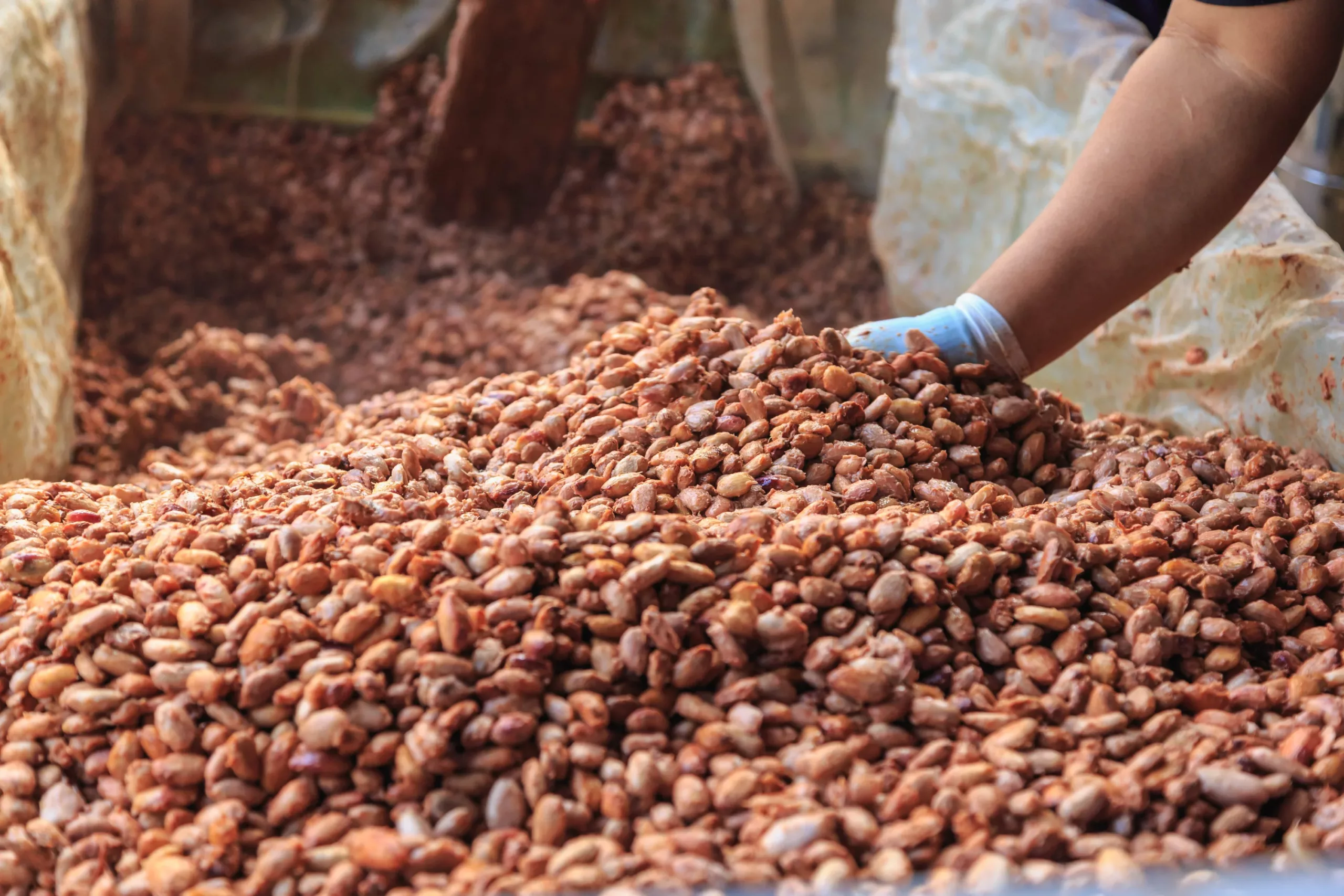 Farmers fermenting coca beans to make chocolate